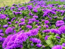 지역 특산물로 수제맥주의 새로운 문화를 만들다