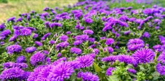 지역 특산물로 수제맥주의 새로운 문화를 만들다