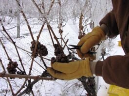 아이스와인(Ice wine), 아이스바인(Eiswein)