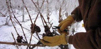 아이스와인(Ice wine), 아이스바인(Eiswein)