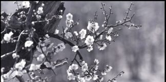 이종기 박사, 세계 최초로 梅實酒 개발에 성공…‘섬진강 바람’