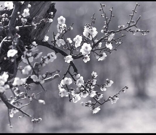 이종기 박사, 세계 최초로 梅實酒 개발에 성공…‘섬진강 바람’