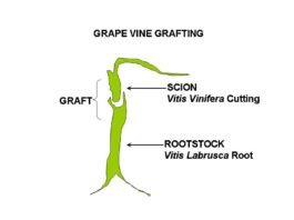 술의 역사를 바꾼 벌레, ‘필록세라(Phylloxera)’