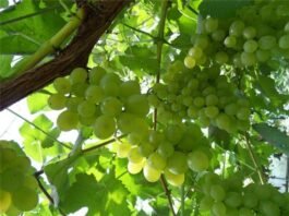 264 ‘청포도’ 와인