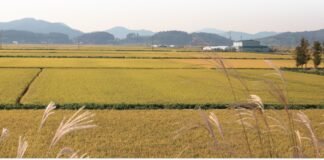 술 마시면 가수가 되시던 고모부