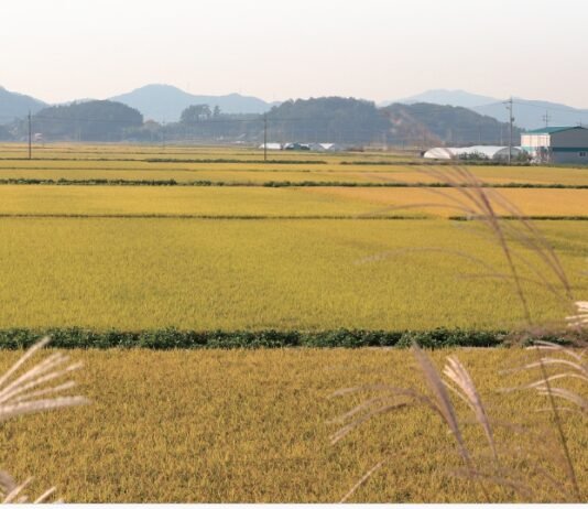 술 마시면 가수가 되시던 고모부