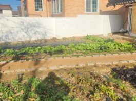 텃밭에서 할머니를 생각하며 마시는 술 한 잔