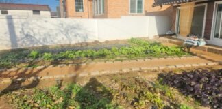 텃밭에서 할머니를 생각하며 마시는 술 한 잔