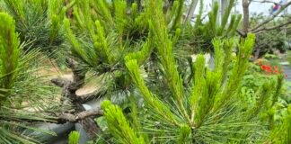 오사카에서 만든 솔 순주에 대한 추억