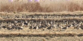 새(Bird)의 천국, 사람(人間, Human)의 지옥