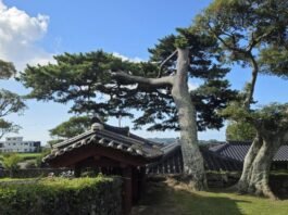 《歲寒圖》에 나온 그 소나무를 보신 적이 있나요