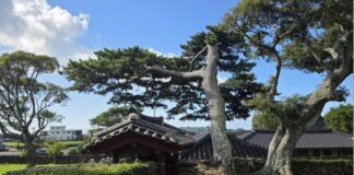 《歲寒圖》에 나온 그 소나무를 보신 적이 있나요