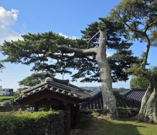 《歲寒圖》에 나온 그 소나무를 보신 적이 있나요