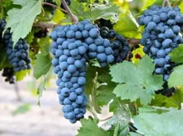 진판델(Zinfandel)