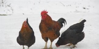 얘들아! 씨암탉은 놔두고 가져가라!