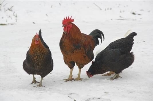 얘들아! 씨암탉은 놔두고 가져가라!