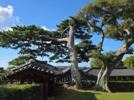 《歲寒圖》에 나온 그 소나무를 보신 적이 있나요