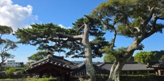 《歲寒圖》에 나온 그 소나무를 보신 적이 있나요