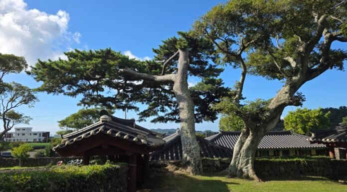 《歲寒圖》에 나온 그 소나무를 보신 적이 있나요