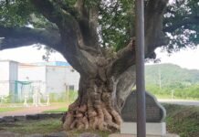 고향 사람들과 마시는 술의 의미