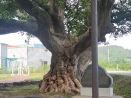 고향 사람들과 마시는 술의 의미