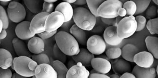 증류주와 위스키