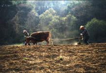 소는 길을 알고, 사람은 법을 안다