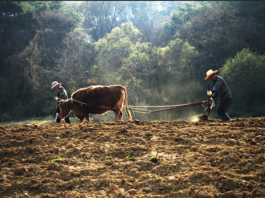 소는 길을 알고, 사람은 법을 안다