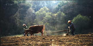소는 길을 알고, 사람은 법을 안다