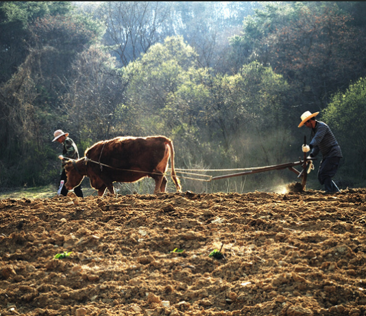 소는 길을 알고, 사람은 법을 안다