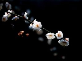 주택 수요와 공급의 두 얼굴, 천사(天使)인가 악마(惡魔)인가?