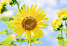 지금 행복하십니까