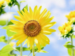 지금 행복하십니까