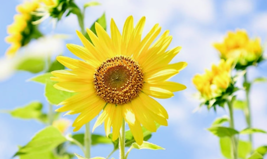 지금 행복하십니까