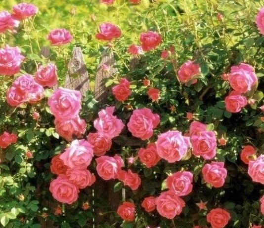 녹음 짙은 아름다운 5월엔 모두 “사랑해요”라고 쓴다.
