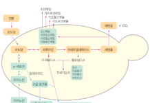 우리 술의 또 다른 경쟁력은 효모에서 시작된다