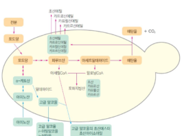 우리 술의 또 다른 경쟁력은 효모에서 시작된다