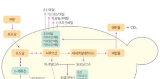 우리 술의 또 다른 경쟁력은 효모에서 시작된다