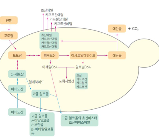 우리 술의 또 다른 경쟁력은 효모에서 시작된다