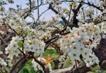 이화주곡(梨花酒麯)