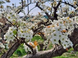 이화주곡(梨花酒麯)