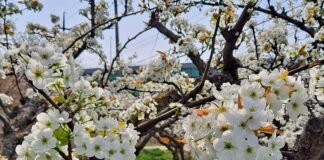 이화주곡(梨花酒麯)