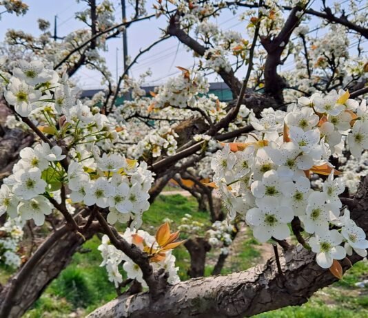 이화주곡(梨花酒麯)